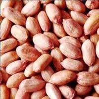 Peanut Kernels from India