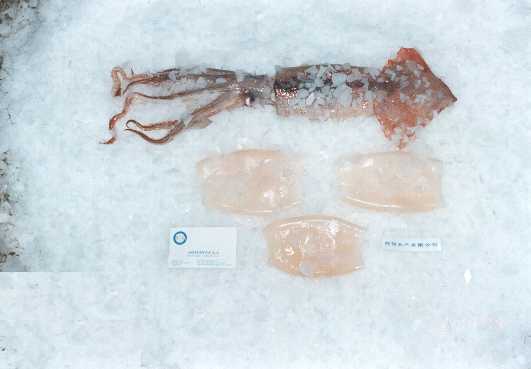 SQUID TUBES