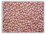 Peanut kernel (long type)