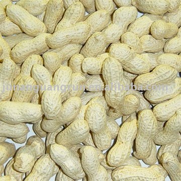 peanut in shell