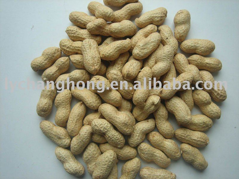 good quality peanut in shell