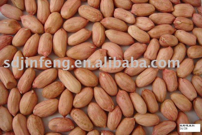 peanut kernels 24/28