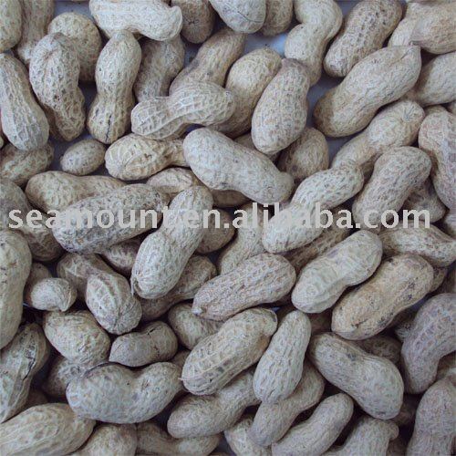 Roasted Peanut In Shell