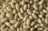 blanched peanut kernels 25/29 29/33 35/39 39/43