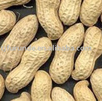  Washed   peanut  in  shell 