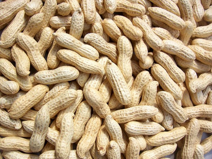 new crop peanut in shell,roasted peanut in shell