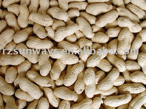 peanuts in shell
