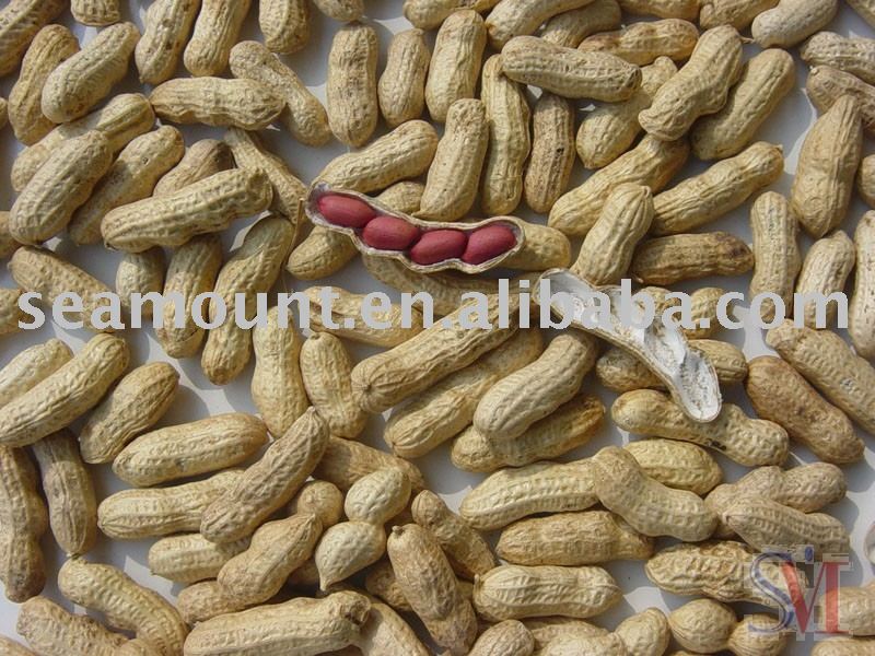Peanut In Shell 2-4