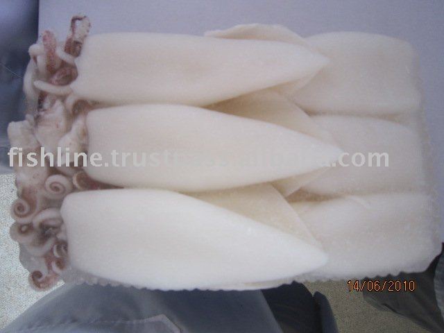 LOLIGO EDULIS SQUID WHOLE CLEAN BLOCK