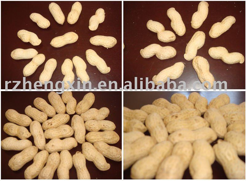 peanut in shell