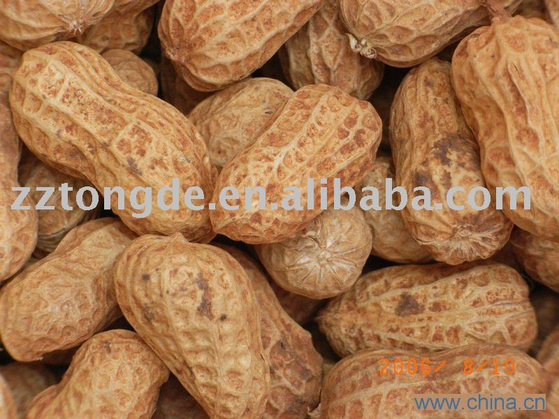 peanut in shell