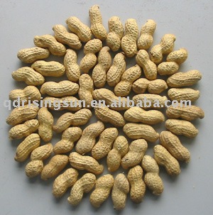 peanut in shell