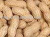 peanut in shell
