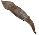 LOLIGO SQUID