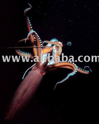 Humboldt Squid (Dosidicus gigas)