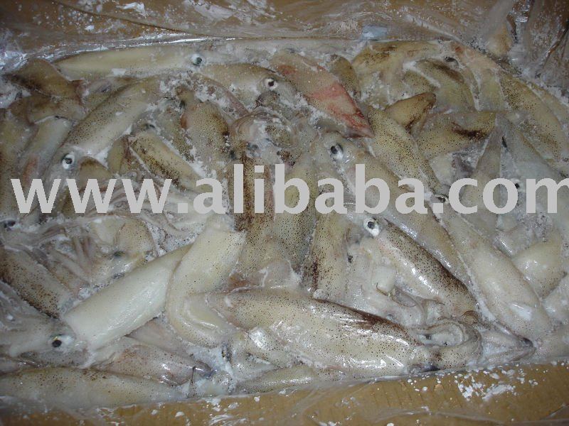 Califorina Loligo Squid