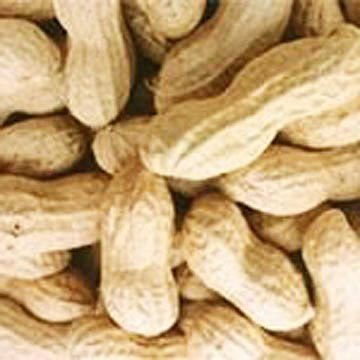 Groundnut Kernels