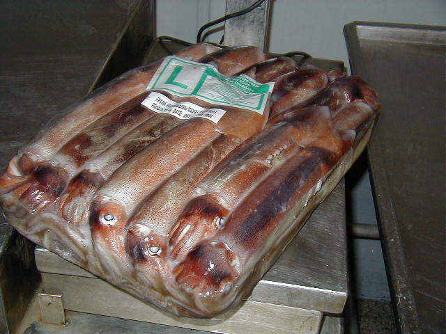  Illex   Argentinus   Squid 