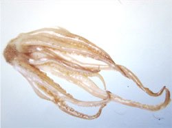 Frozen squid tentacles