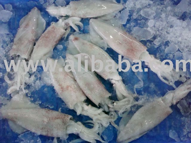 Frozen Squid Whole