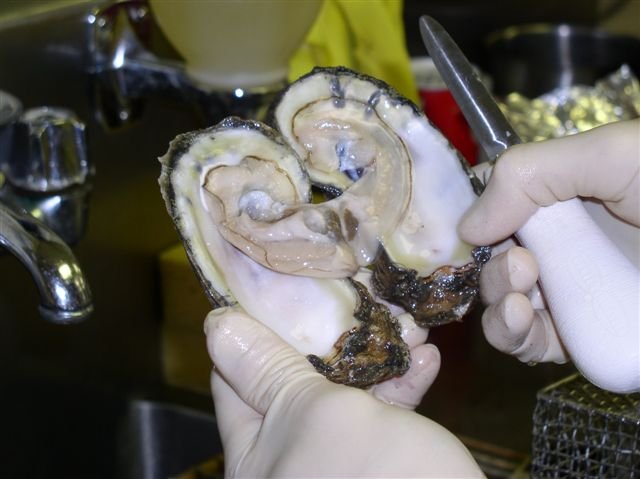 shellfish