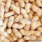 roasted peanut