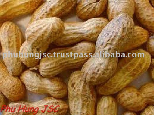 peanut in shell
