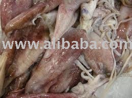 frozen squid