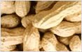 Ground Nut in Shell