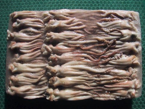 Frozen Squid Head