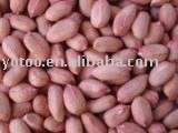 Peanut Kernels