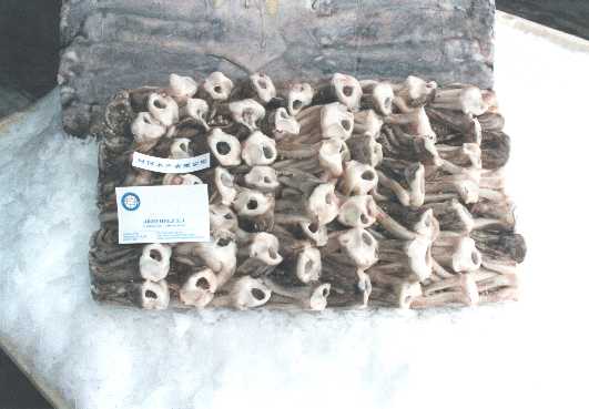SQUID TENTACLES