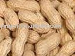 peanuts in shell
