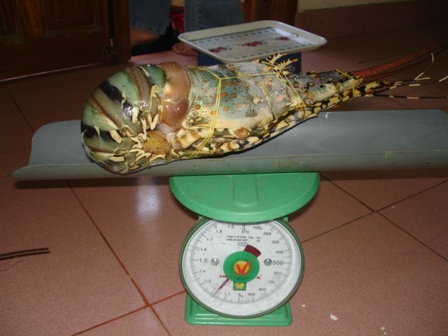Lobster, Cuttlefish,