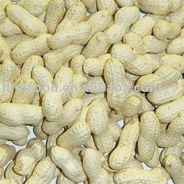 chinese peanut inshell