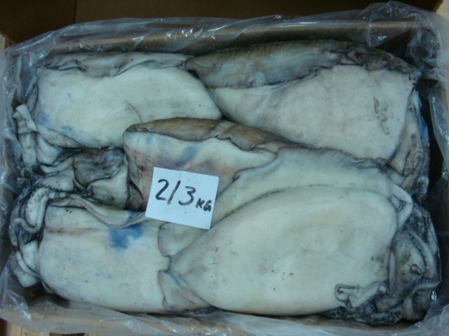 FROZEN CUTTLE  FISH