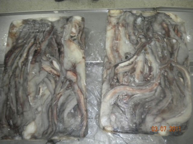 Giant Squid