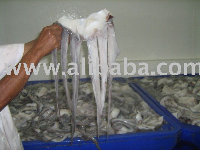 TENTACLES GIANT SQUID (Dosidicus Gigas)