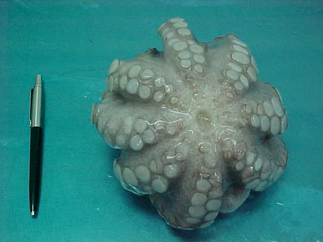  Octopus   IQF 