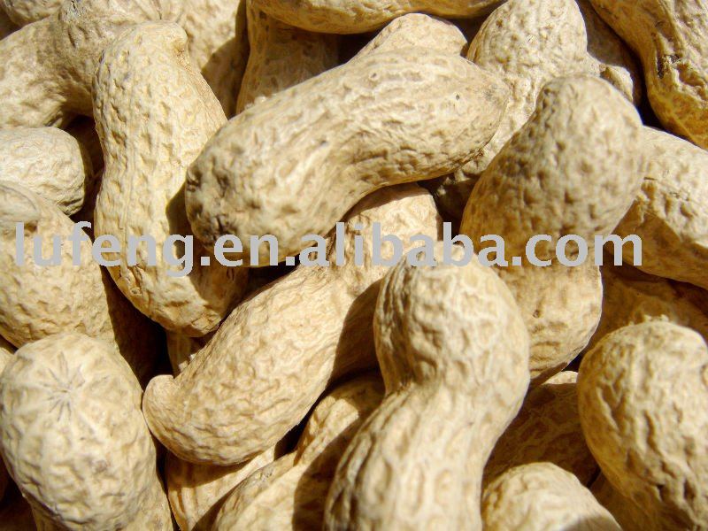 Roasted Peanut