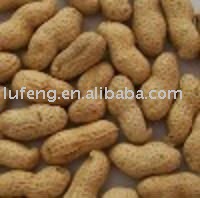Chinese Roasted Peanut Inshell