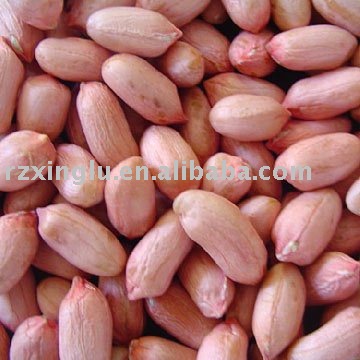 2010 New Crop Chines Peanut Kernels