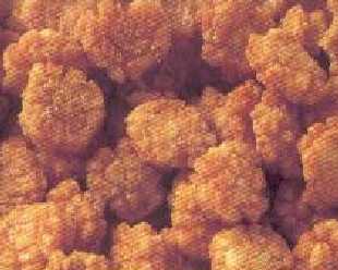 Fried / Baked Rice Cracker