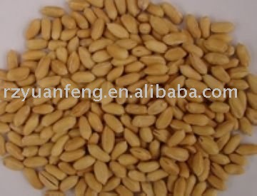 Roasted Peanut Kernels(blanched)