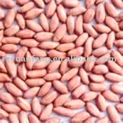 Chinese Peanut Kernels 34/38