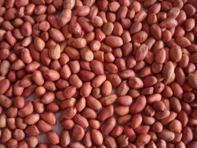 peanut kernels sili red shape