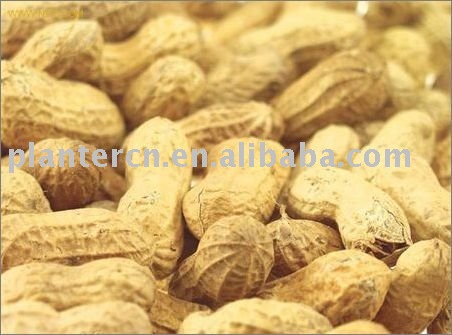 Shandong groundnut in shell