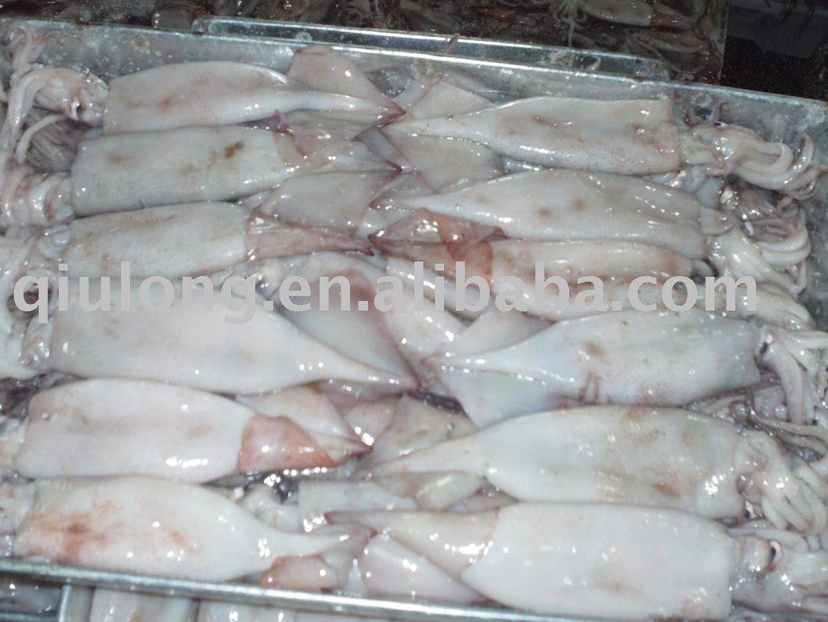 seafood (frozen squid),China QIULONG price supplier - 21food