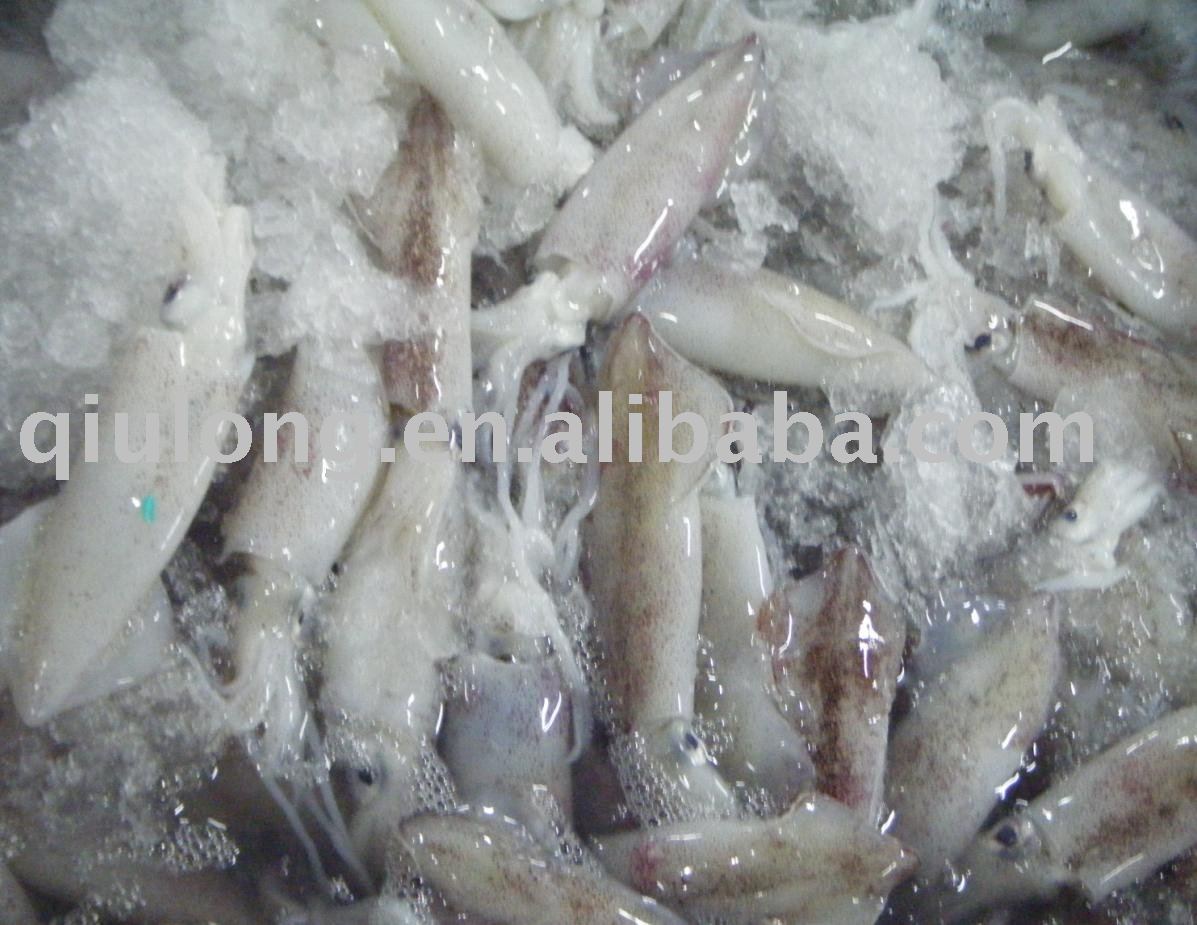 frozen seafood ( squid WR)