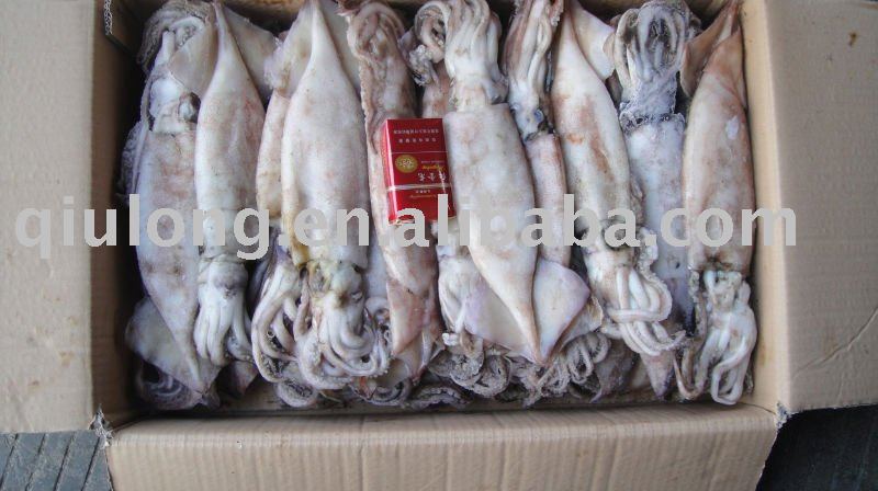 seafood ( squid)